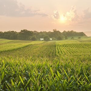 Investigating the Financial Impact of Extreme Weather on Midwestern Farmers over Time and by Farming System