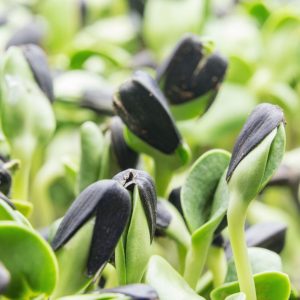 hydroponic sprouts